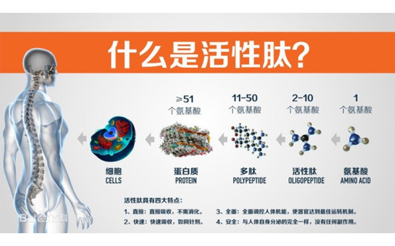肽，對(duì)身體的十大益處