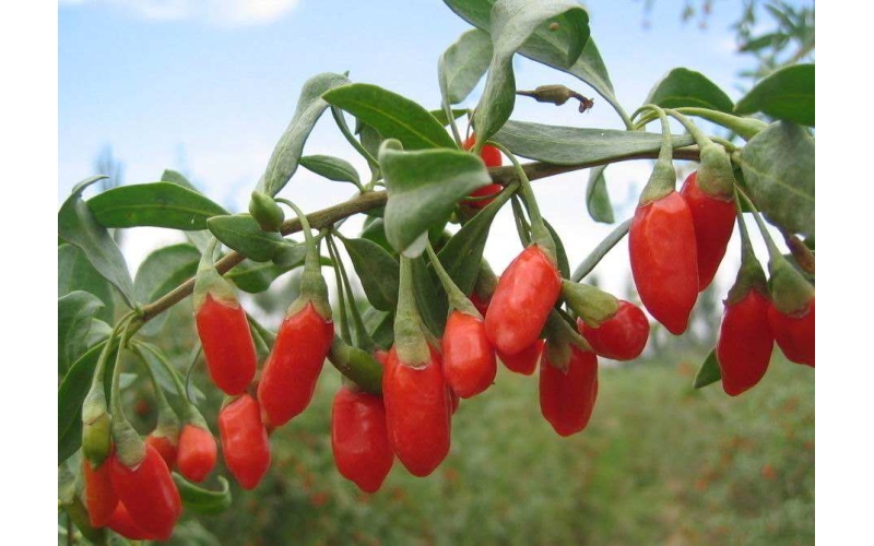 枸杞的分類，什么是枸杞原漿？